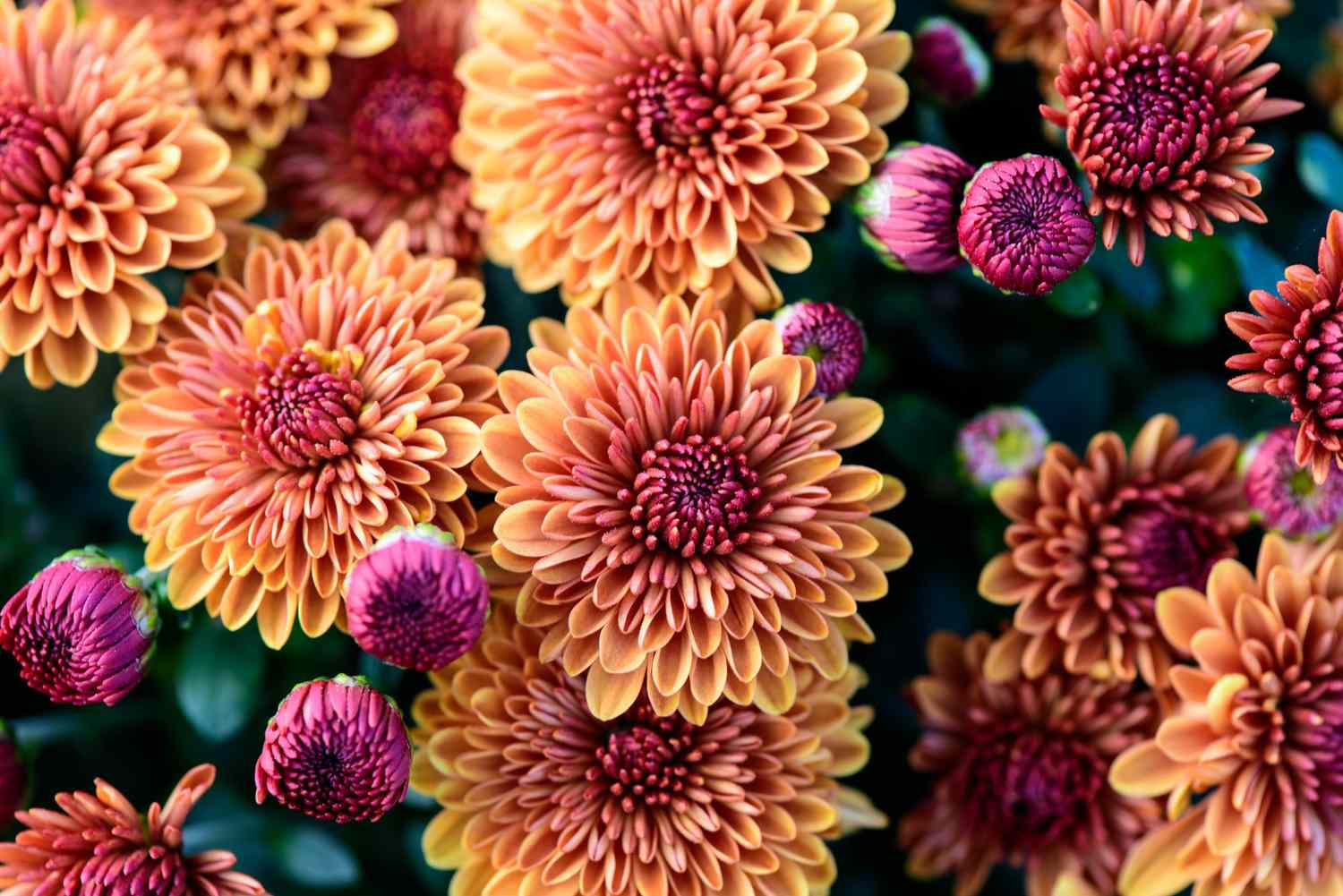 Autumn Planting Flower Seeds for Planting