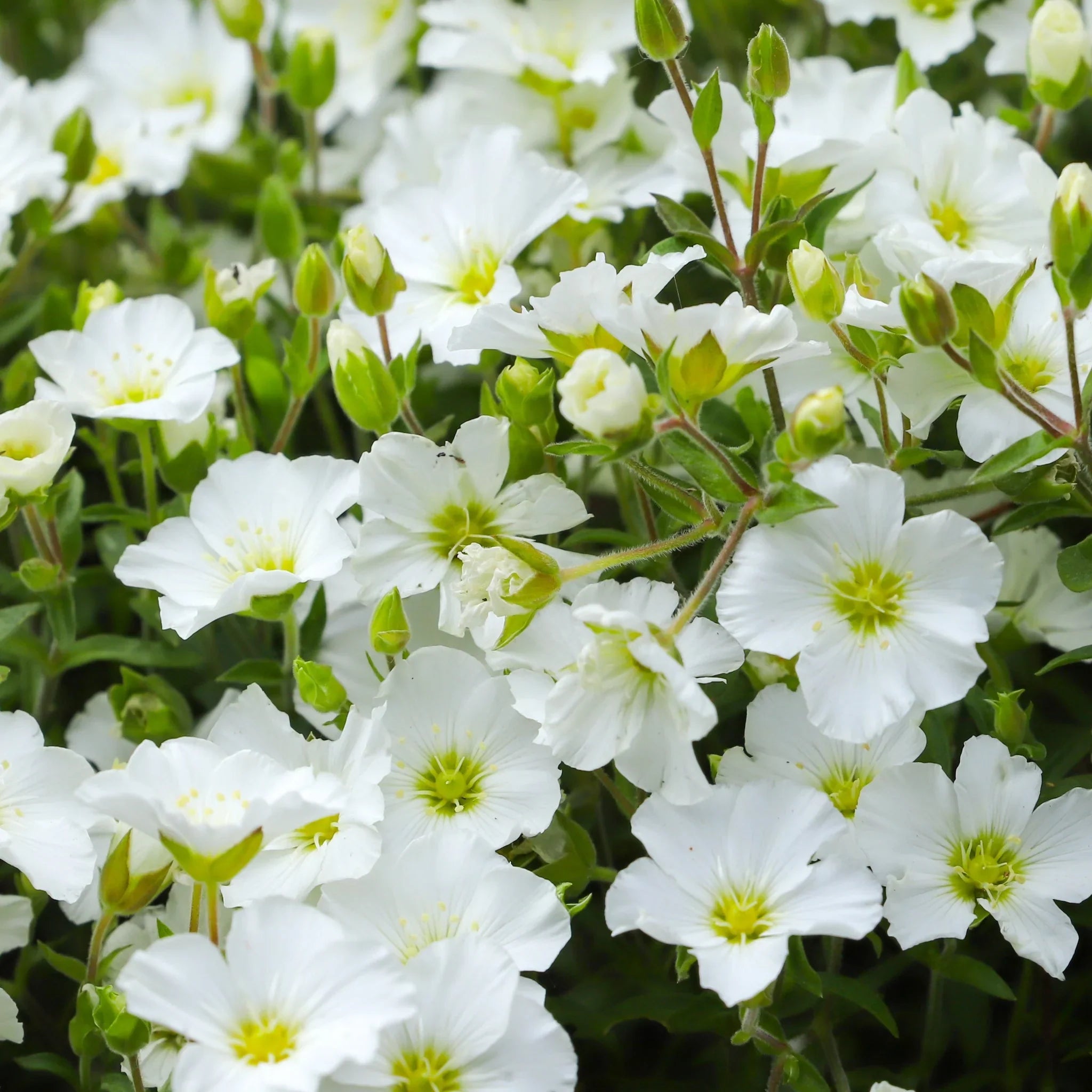 Avalanche Flower Seeds for Hardy Planting