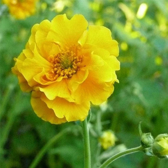 Avens Flower Close-Up – Yellow Petals and Lush Green Foliage