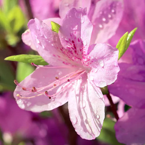 Azalea Flower seeds for Planting - Easy to Grow, Heirloom & GMO Free Seeds for Home Garden