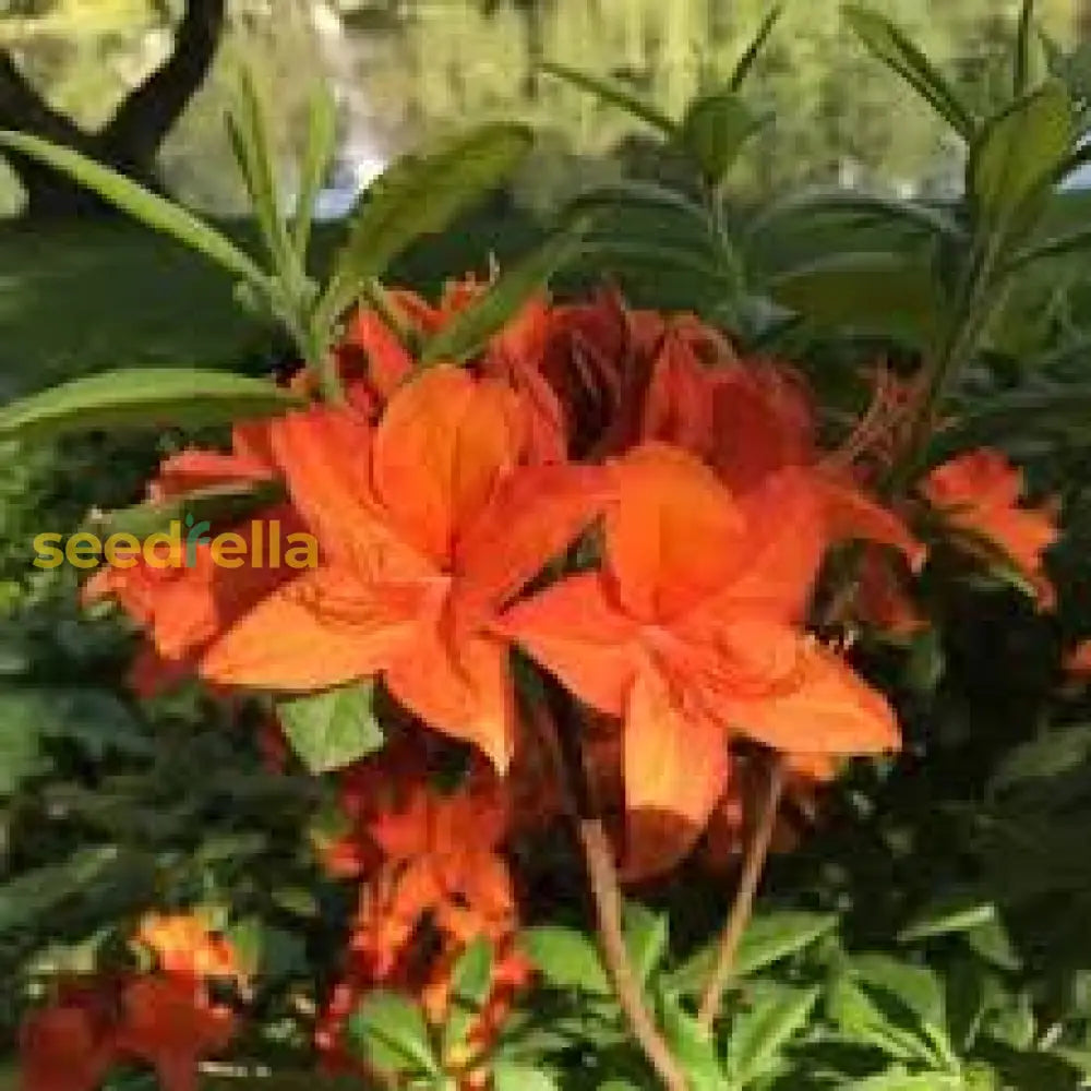 Azalea Seeds For Vibrant Planting Flower