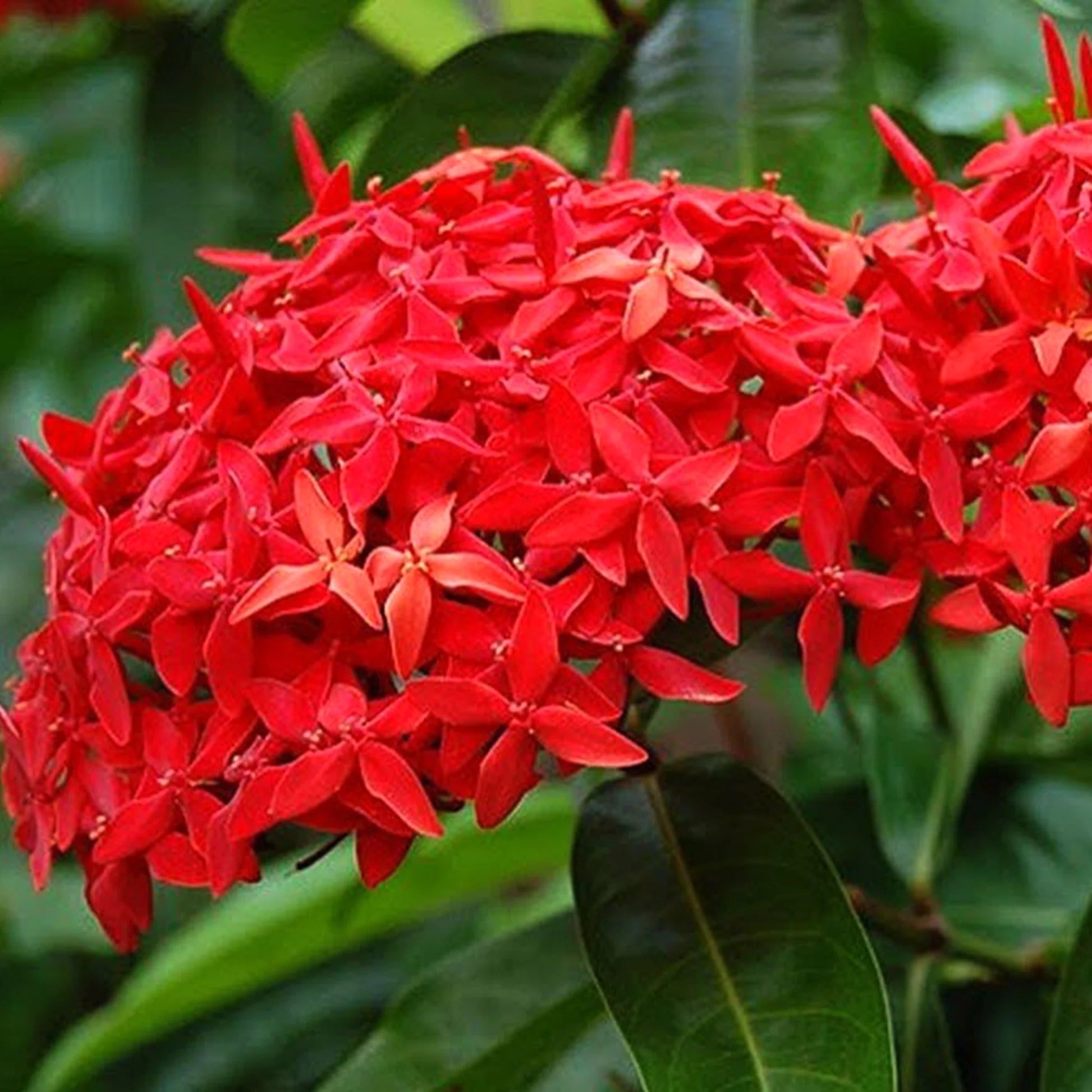 Red Ixora Flower seeds for Planting - Hardy Variety, Heirloom & GMO Free Seeds for Home Garden
 
 Sale