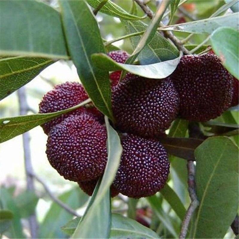 Arbutus Bayberry Fruit Seeds for Planting  Lavender