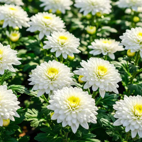 White Chrysanthemum or Quercifolia Flower seeds for Planting - Low Maintenance, Heirloom & GMO Free Seeds for Home Garden