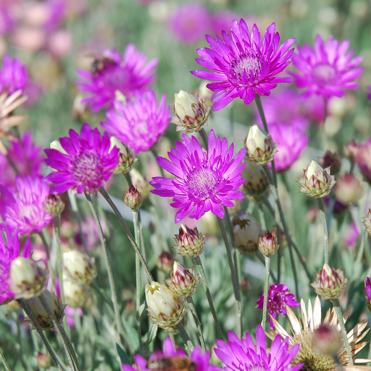 Xeranthemum Annuum Flower Seeds Planting