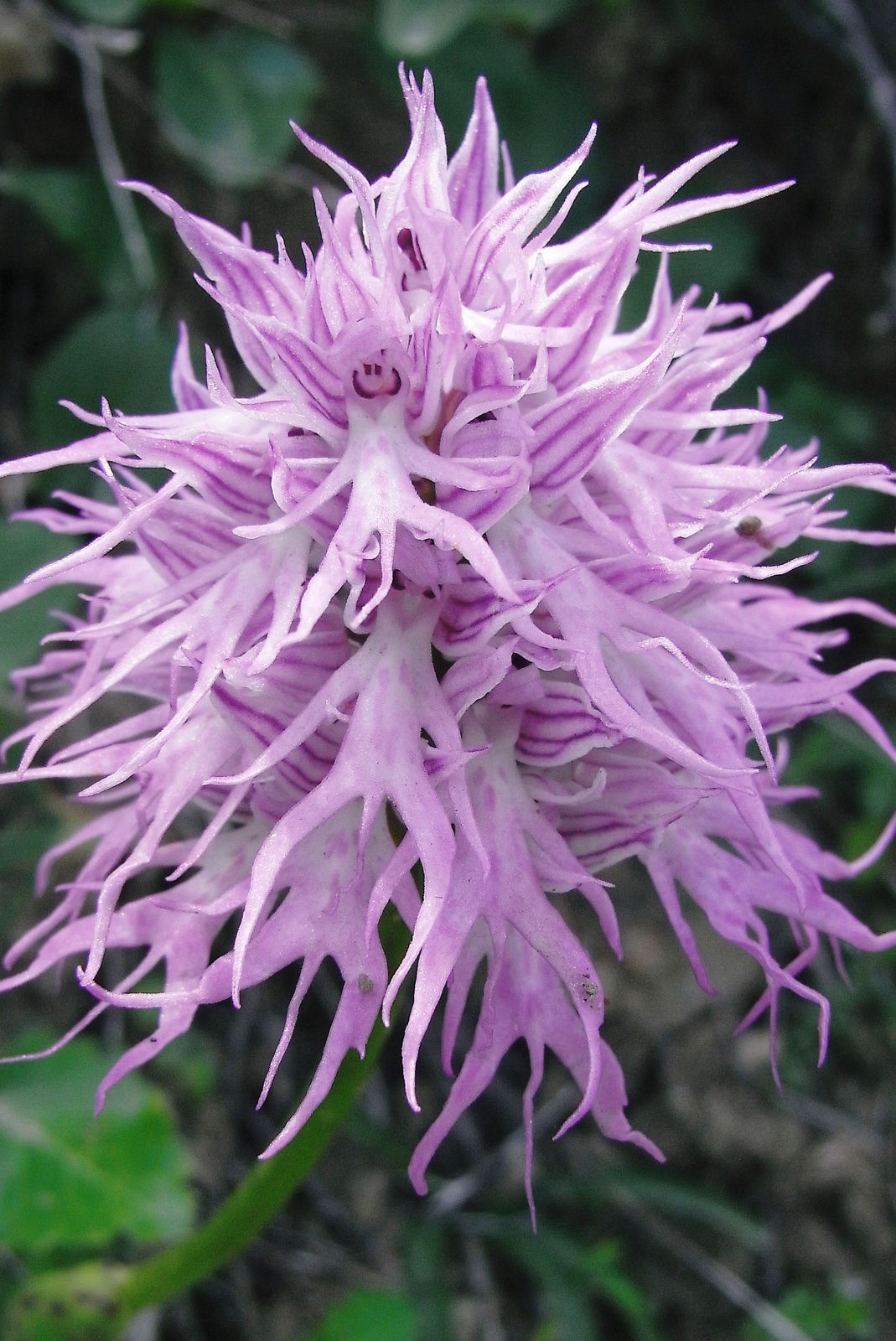 Orchis Italica Flower seeds for Planting - Compact Growth, Heirloom & GMO Free Seeds for Home Garden