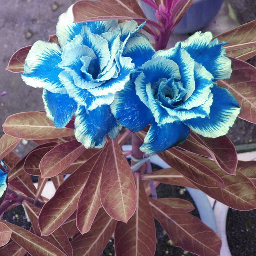 White Blue Adenium Obesum Seeds Flower seeds for Planting Colorful Display Heirloom & GMO Free Seeds for Home Garden