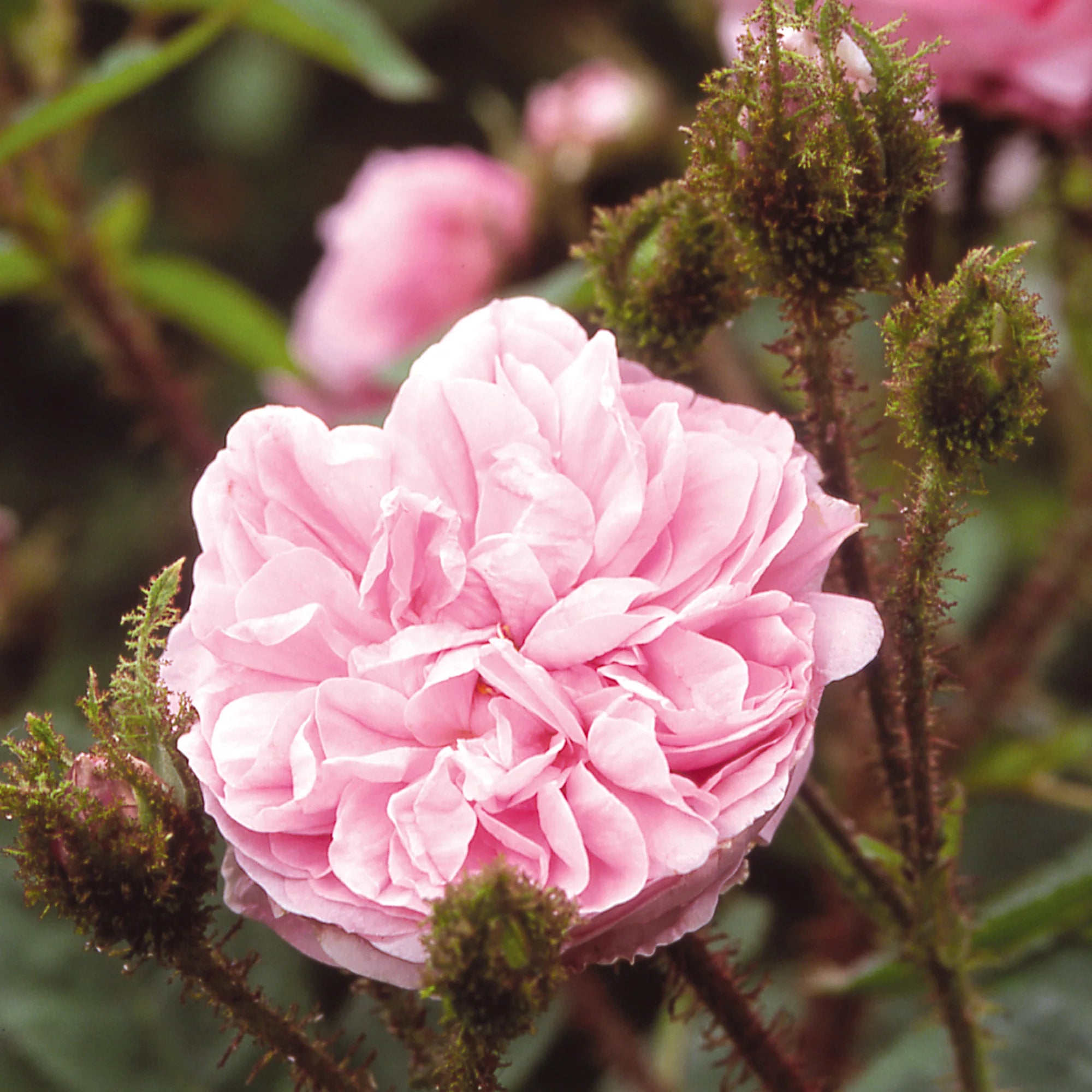 Pink Moss Rose Flower seeds for Planting - Colorful Display, Heirloom & GMO Free Seeds for Home Garden