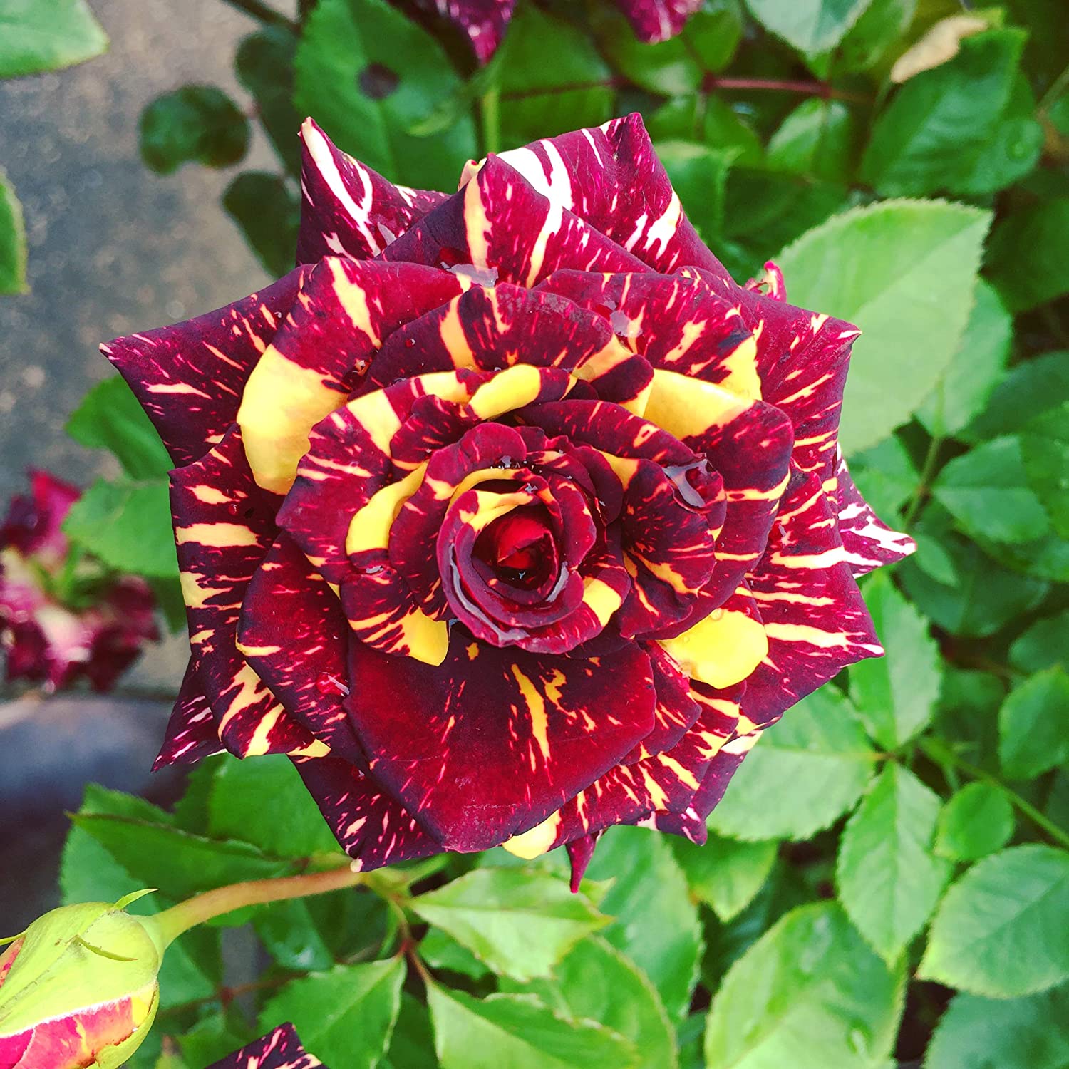 Brown Rainbow Potted Rose Flower Seeds for Planting Pollinator Friendly Heirloom & GMO Free Seeds for Home Garden
 
 Sale