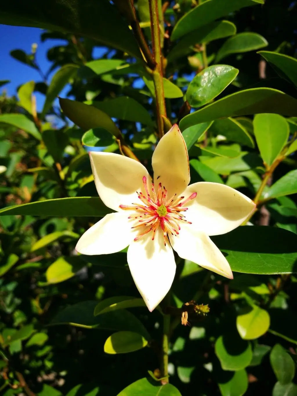 Cream Michelia Flower seeds for Planting - Cut Flower Favorite, Heirloom & GMO Free Seeds for Home Garden