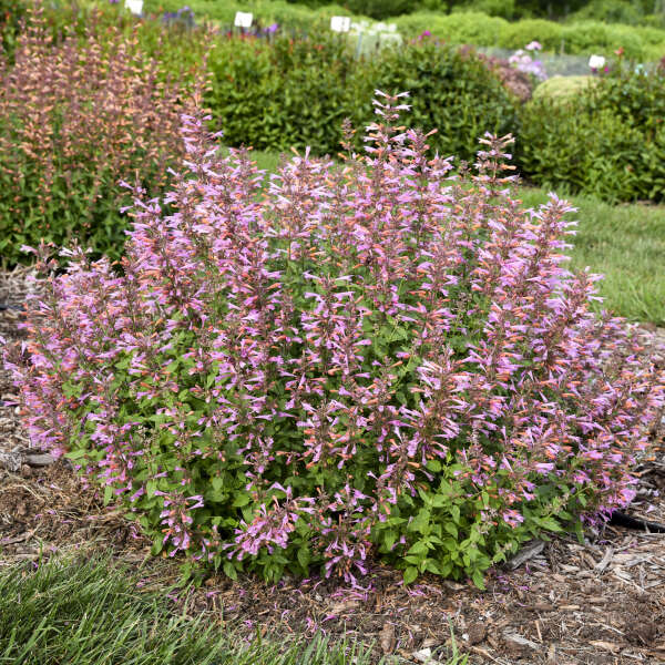 Pink United Mint Planting Seeds for Vibrant Gardens