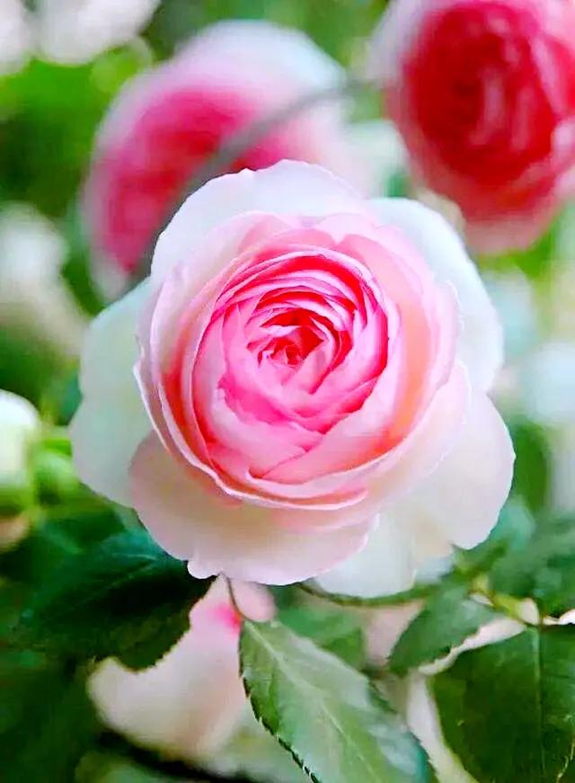 Pink Lonza Gemstone Flower Seeds for Planting – Heirloom, Non-GMO, Sun-Loving Garden Seeds