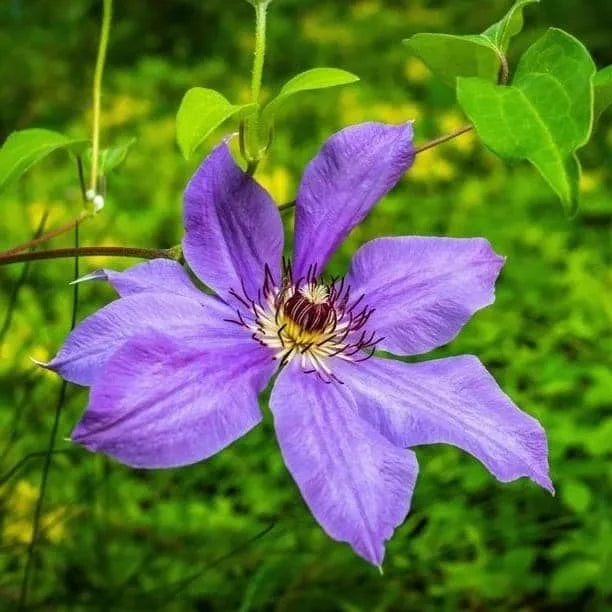 Purple Clematis Flower seeds for Planting - Fragrant Blossoms, Heirloom & GMO Free Seeds for Home Garden