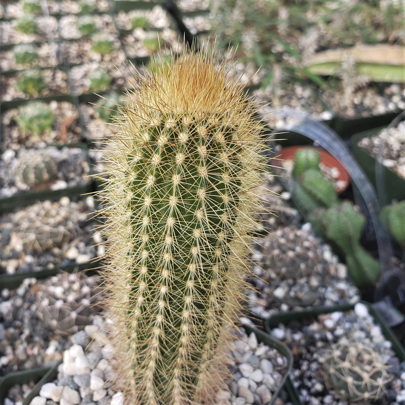 Austrocephalocereus Seeds for Planting | Green Cactus Plant