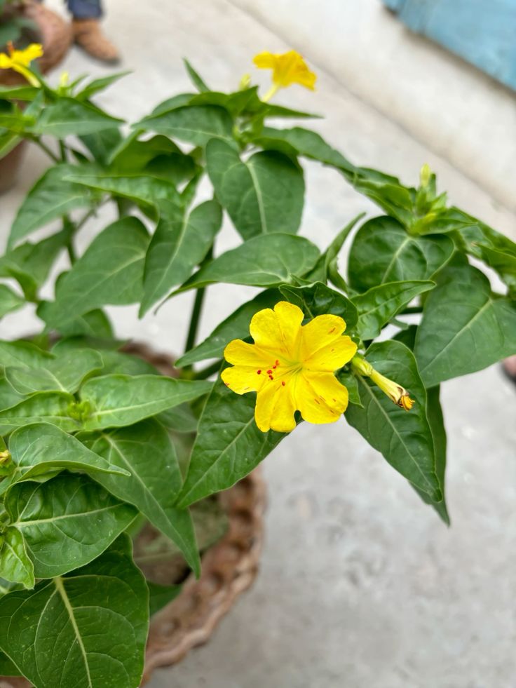 Yellow Marquezii Flower seeds for Planting - Hardy Variety, Heirloom & GMO Free Seeds for Home Garden