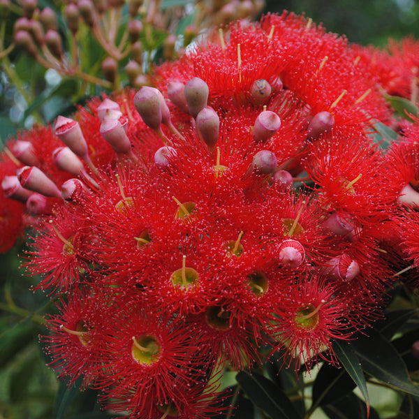 Ficifolia Flower seeds for Planting - Premium Quality, Heirloom & GMO Free Seeds for Home Garden