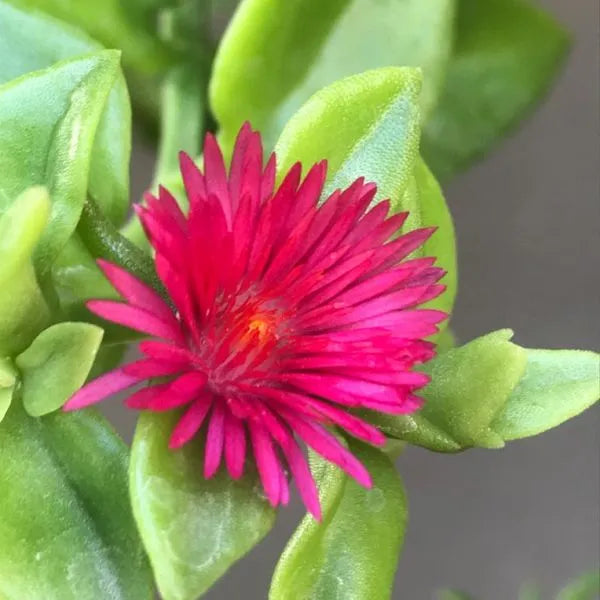 Aptenia Cordifolia Flower seeds for Planting - Wildflower Mix, Heirloom & GMO Free Seeds for Home Garden