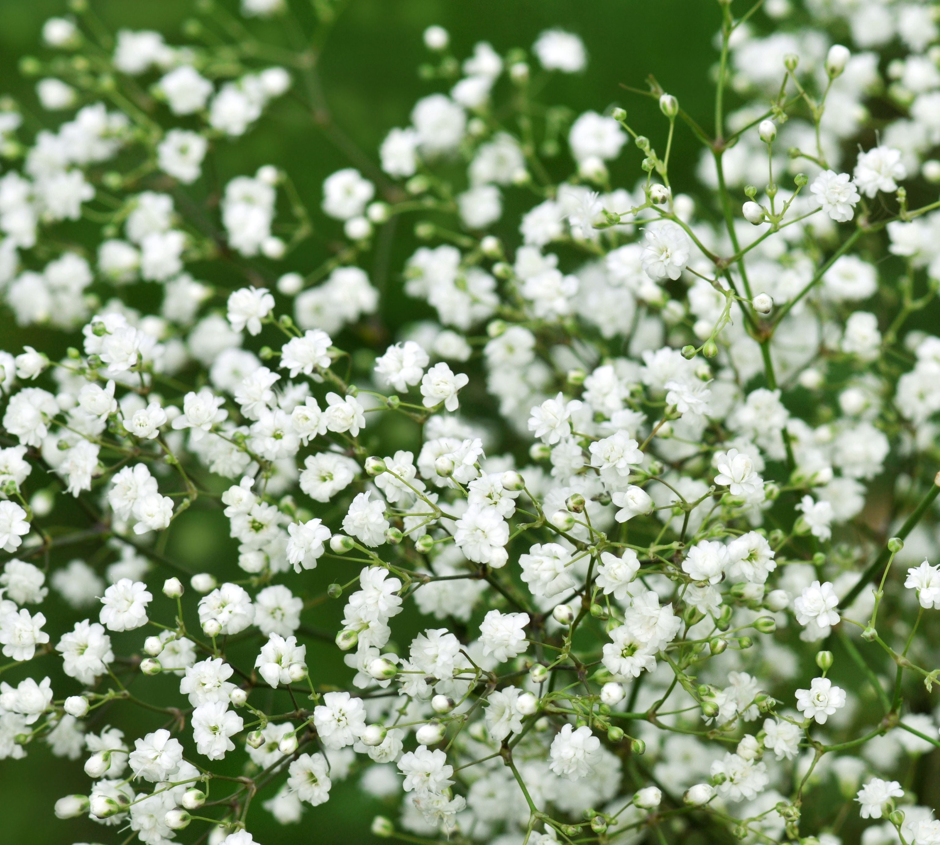 Baby's-Breath Flower seeds for Planting - Bright Blooms, Heirloom & GMO Free Seeds for Home Garden