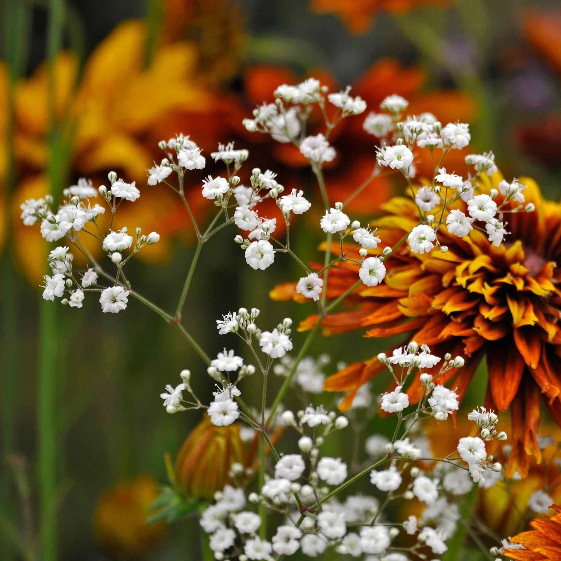 Baby's-Breath Flower seeds for Planting - Bright Blooms, Heirloom & GMO Free Seeds for Home Garden