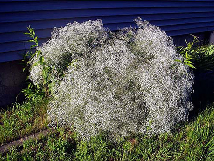 White Gyposophila Elegans Flower seeds for Planting - Fragrant Blossoms, Heirloom & GMO Free Seeds for Home Garden
