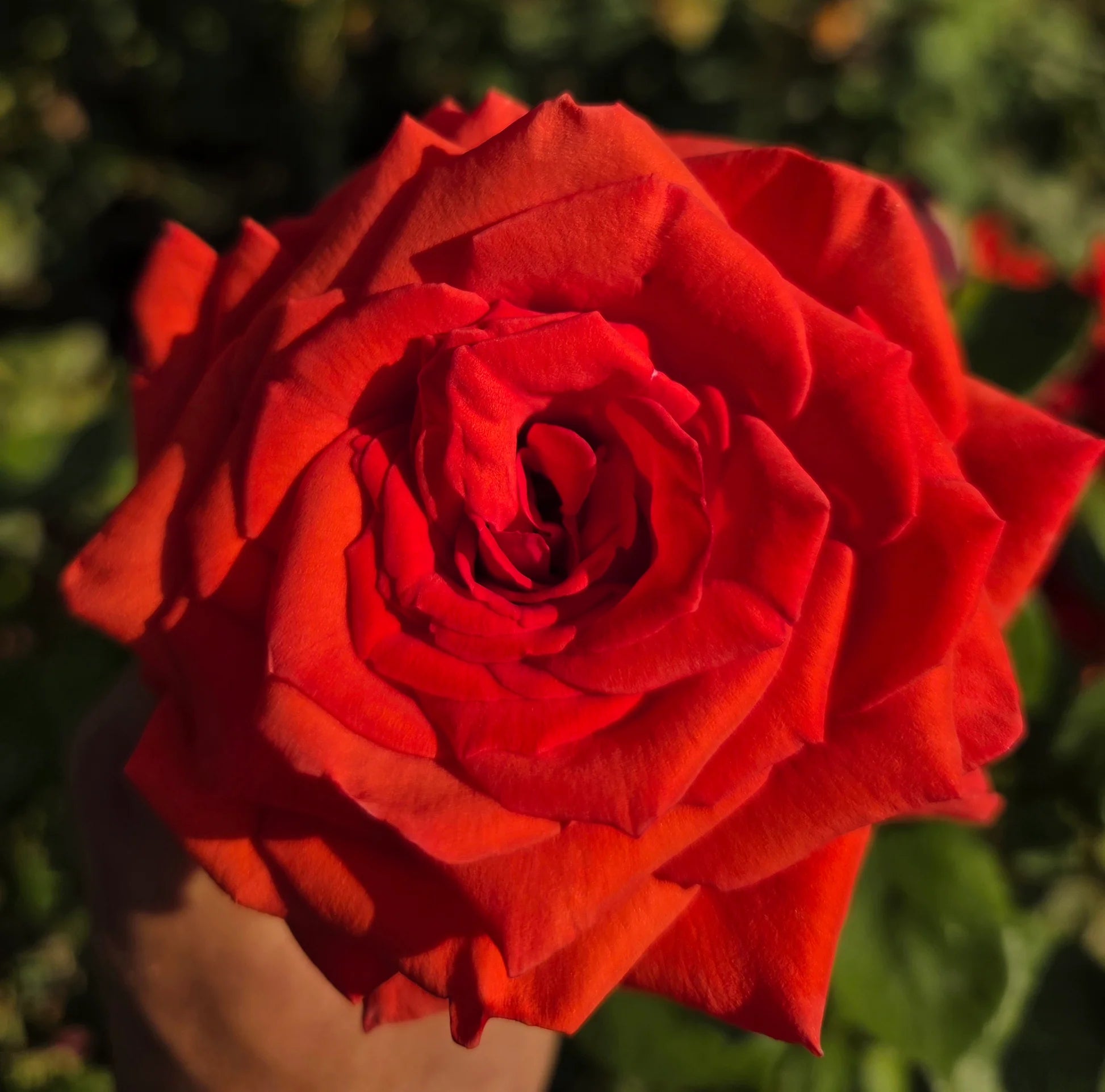 Red Baccara Rose Seeds for Planting - Velvet Red Blooms, Premium Quality Garden Seeds - Evergrowseeds