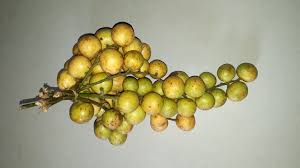 Baccaurea Ramiflora Tree Growing in Garden, Healthy Tree with Bountiful Fruit