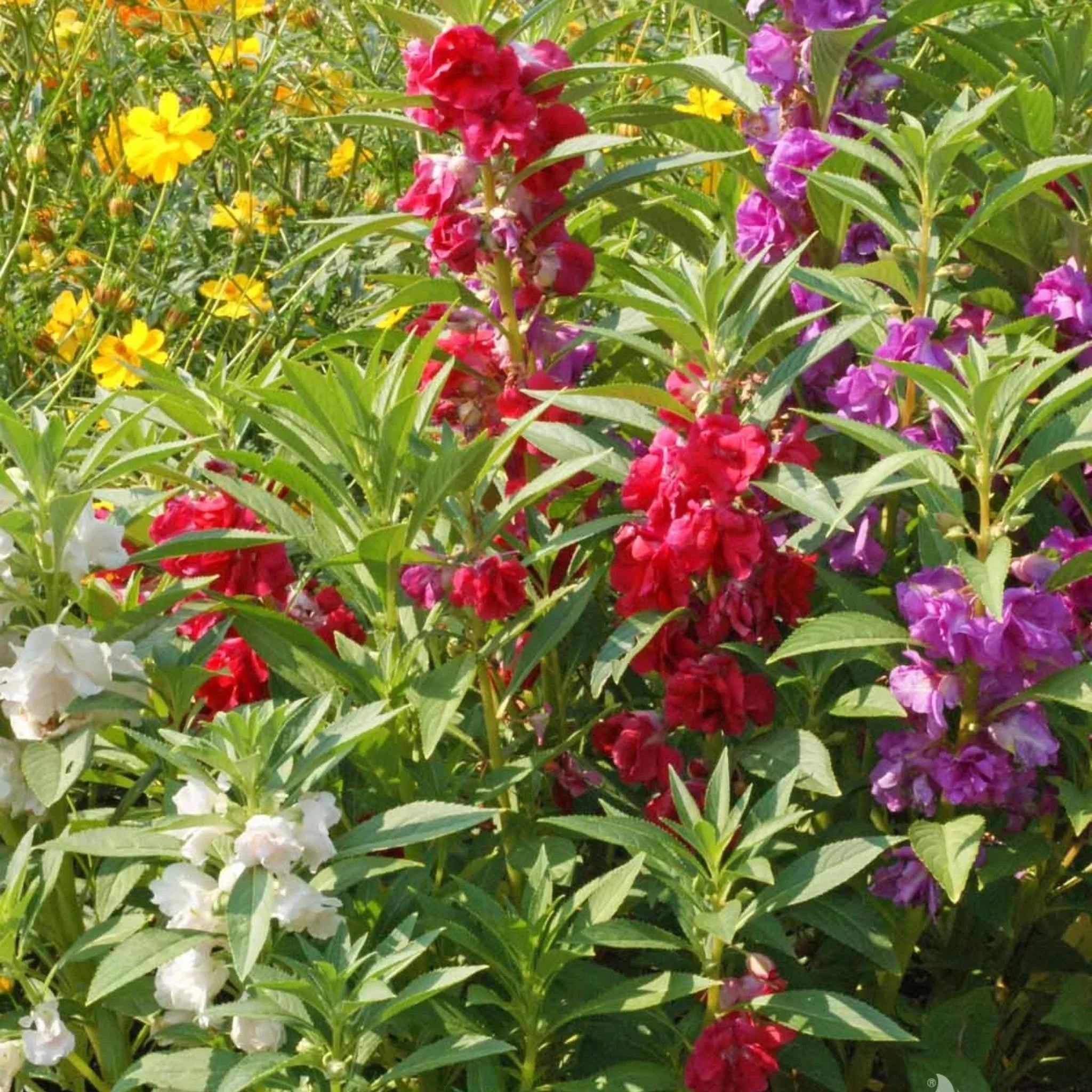 Balsam Flowers Decorating Backyard Garden