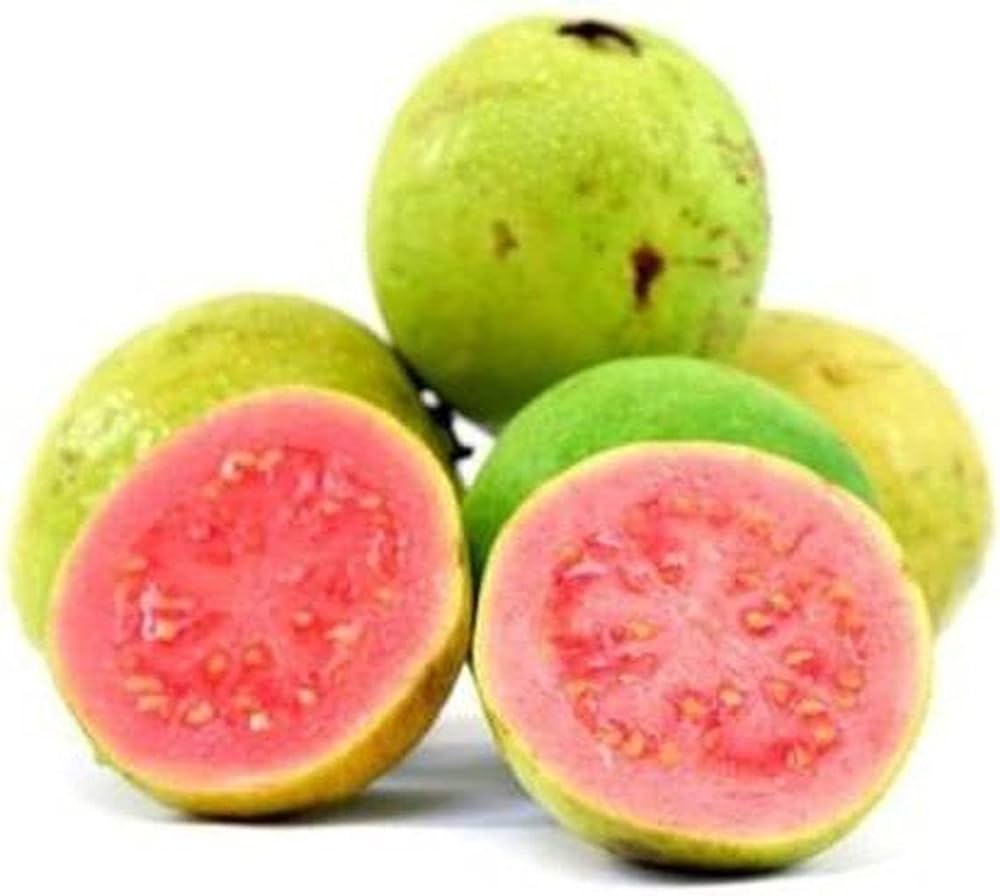 Guava tree in backyard orchard