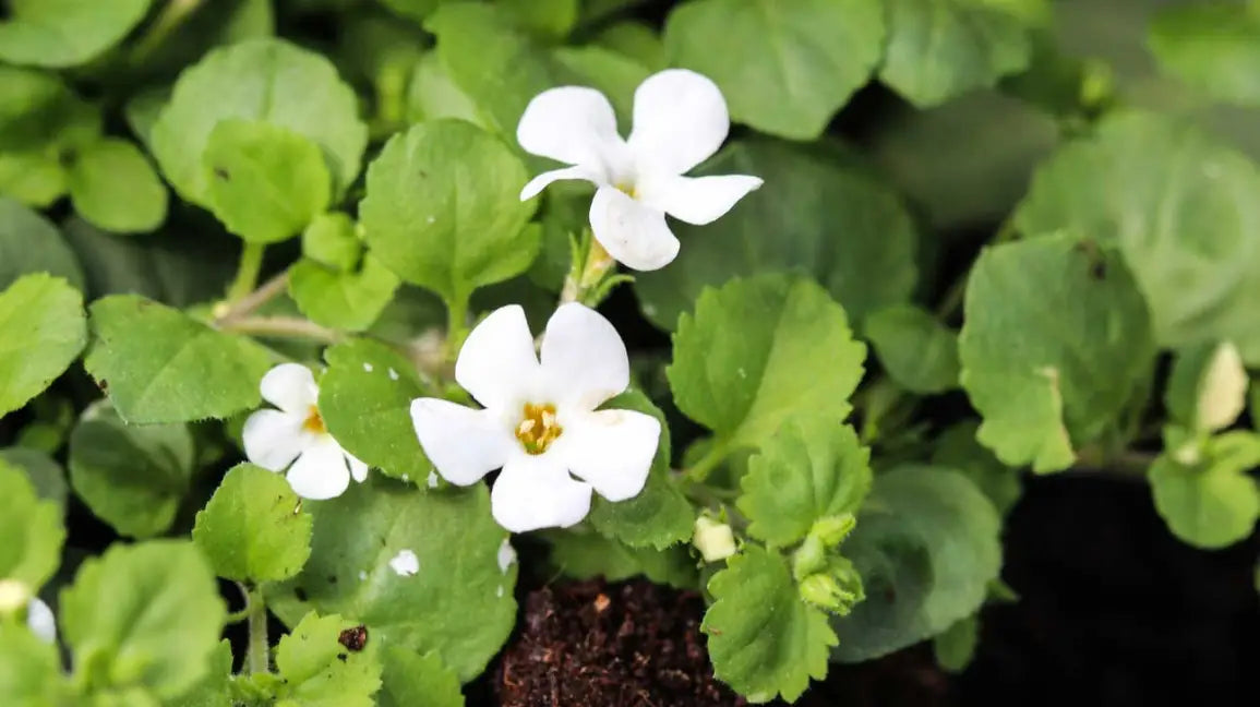 Bacopa Colgantes Flower seeds for Planting - Vibrant Colors, Heirloom & GMO Free Seeds for Home Garden