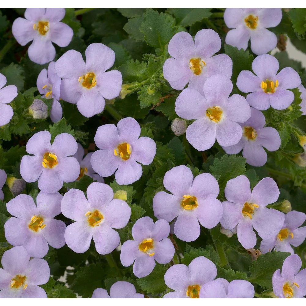 Gulliver Flower seeds for Planting - Drought Tolerant, Heirloom & GMO Free Seeds for Home Garden