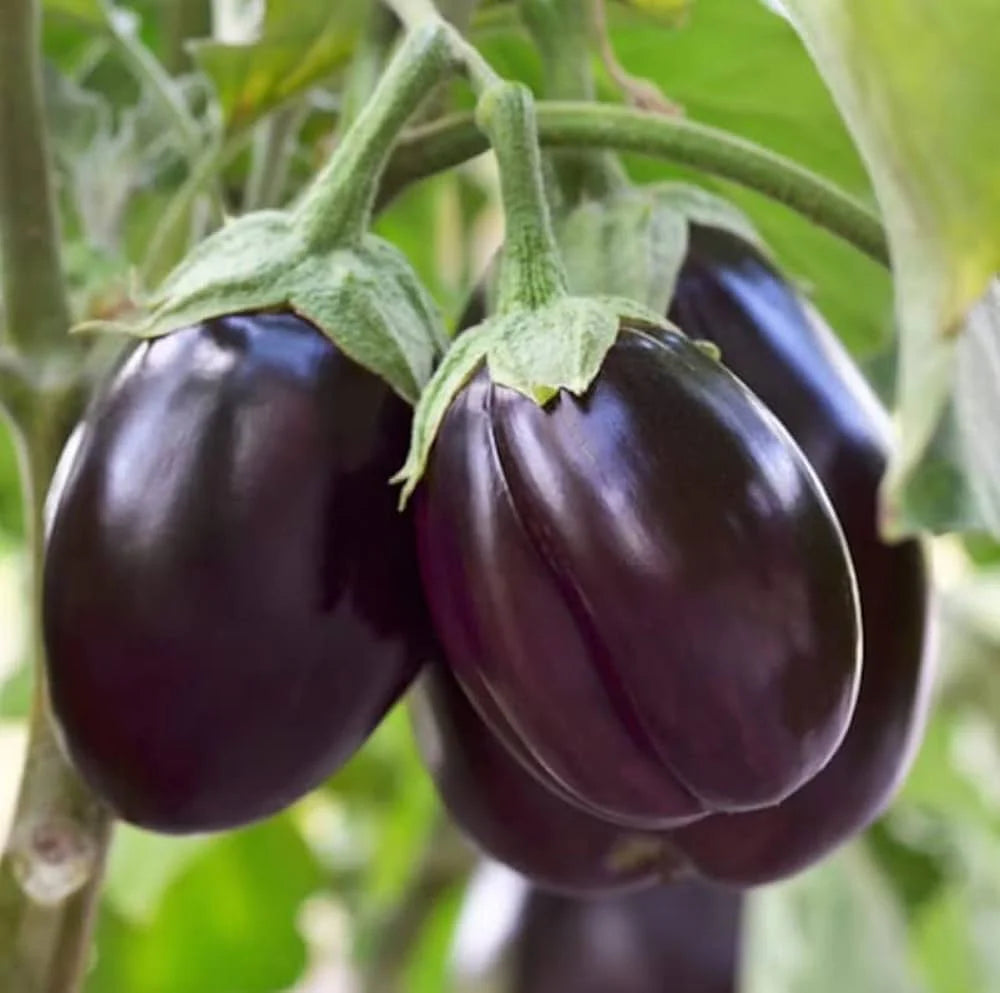 Mixed Eggplant Seeds for Vibrant Vegetable Gardens