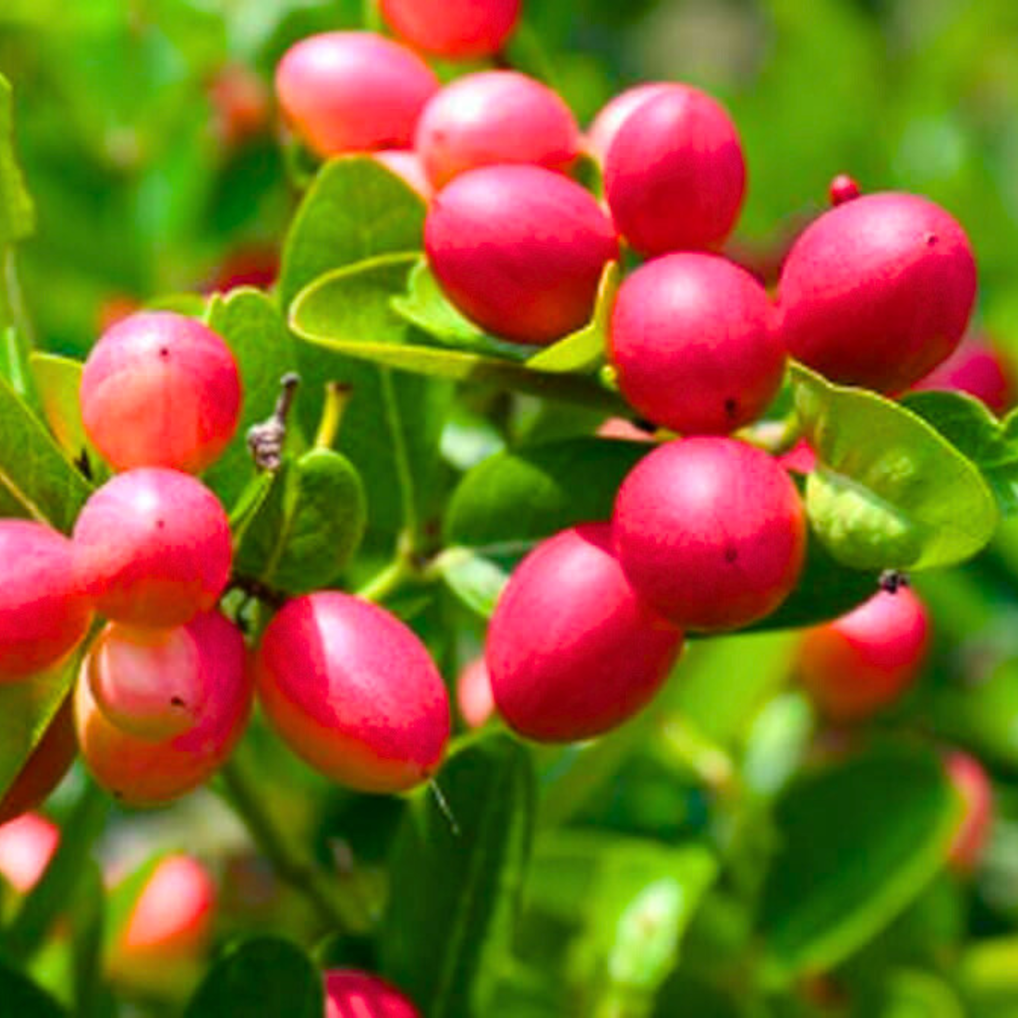 Planting Carissa Lime Berry Seeds  Unique Flavor for Your Garden