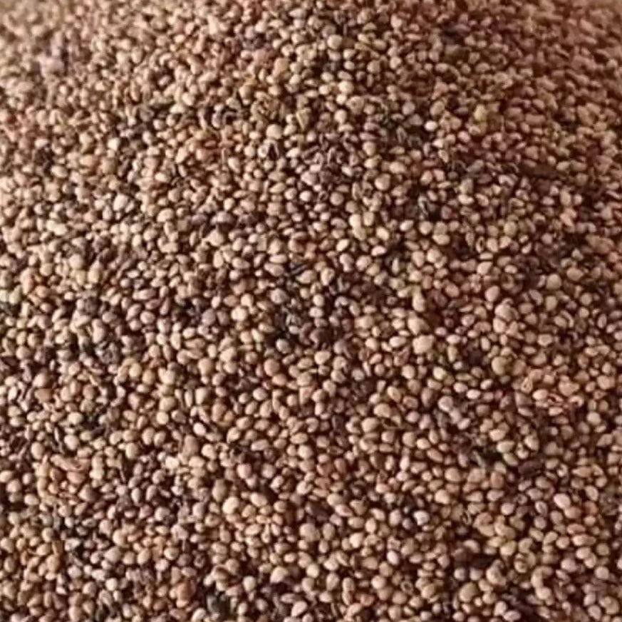 Strawberry Plant Seeds – Organic Variety for Home and Kitchen Gardens