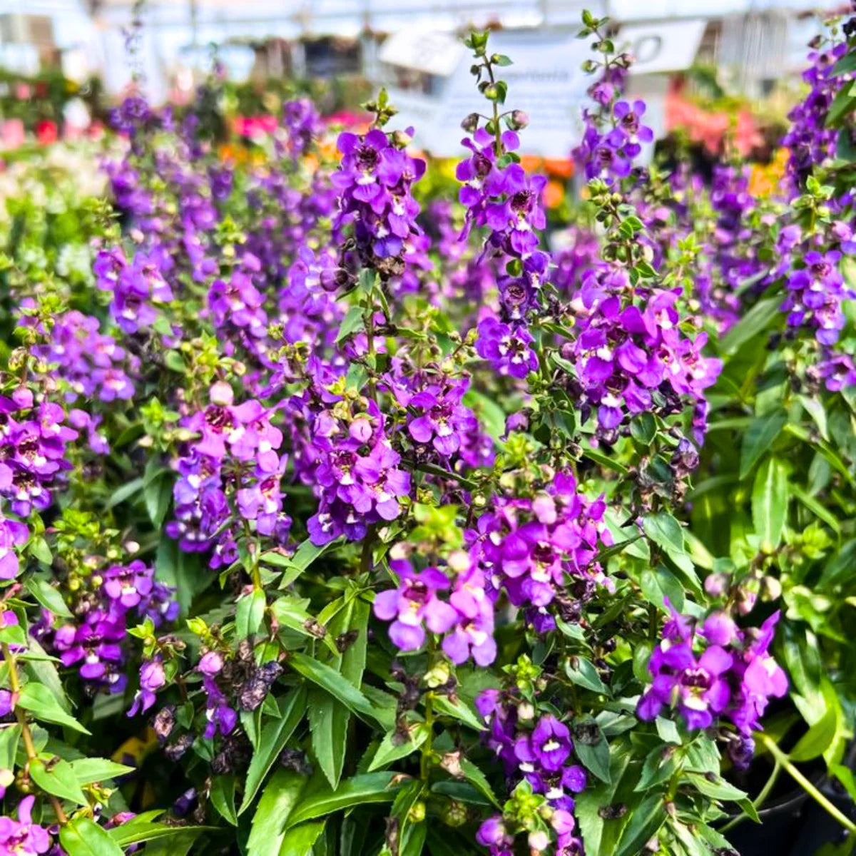 Angelonia Summer Snapdragon Seeds – Easy-Grow Ornamental Annual for Pots