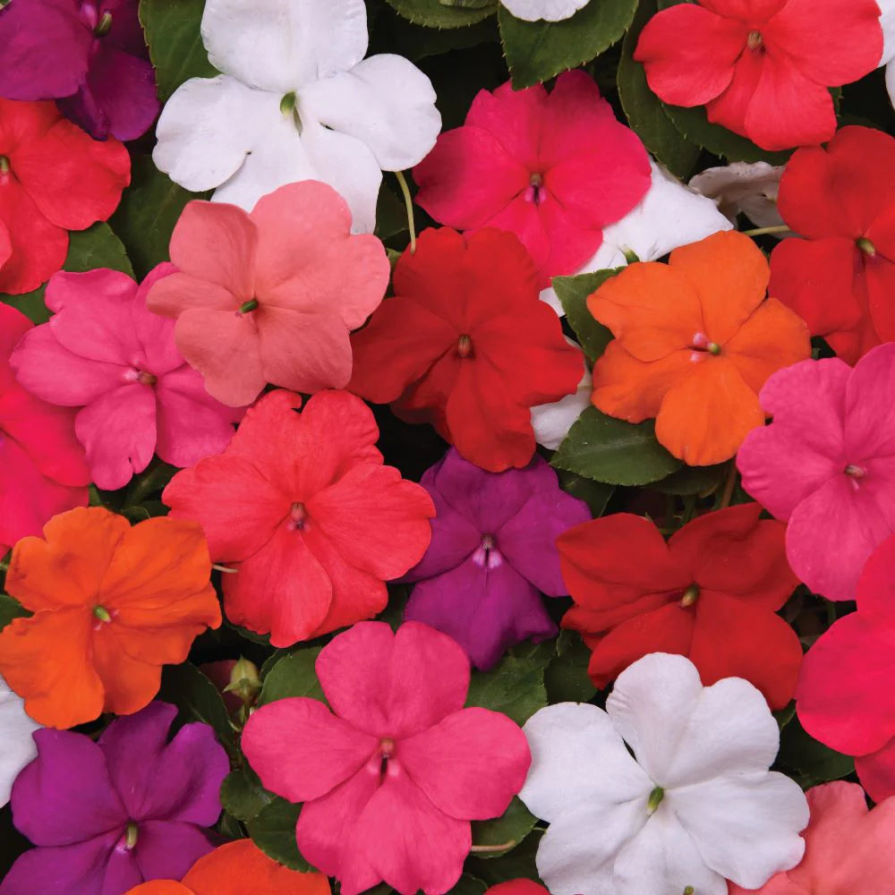 Heirloom Impatiens Seeds – Non-GMO Long-Lasting Flowers for Home Gardens
