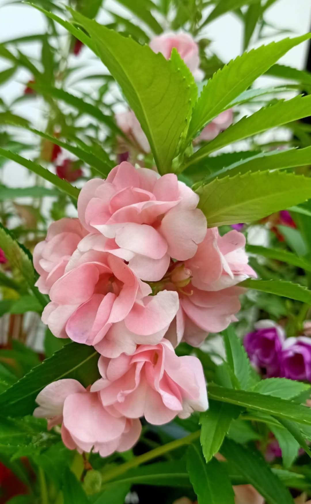 Pale Pink Balsam Camellia Flower seeds for Planting - Cottage Garden Essential, Heirloom & GMO Free Seeds for Home Garden