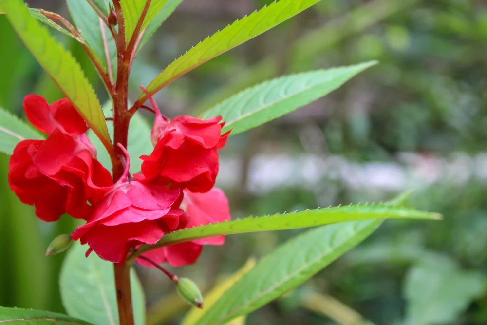 Balsam Camellia Flower seeds for Planting Wildflower Mix Heirloom & GMO Free Seeds for Home Garden