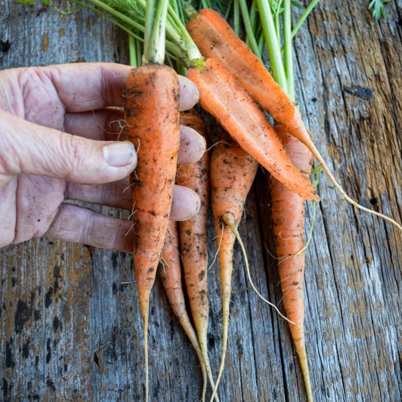 Bambina Carrot Seeds for Small, Sweet Baby Carrots