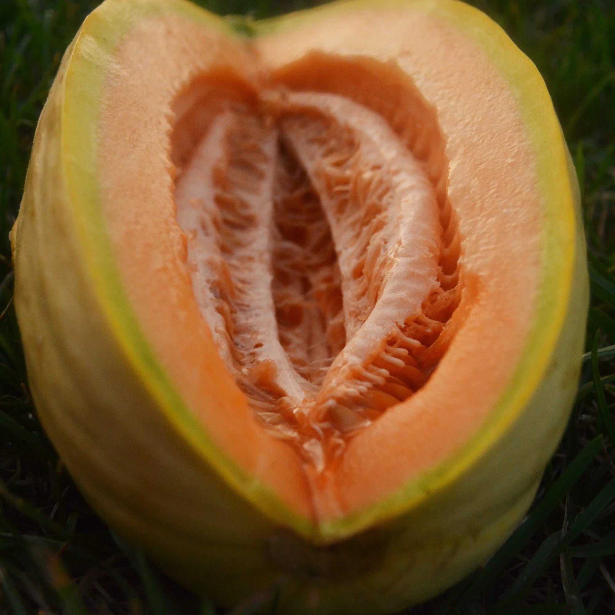 Gold Banana Melon Seeds for Planting  Premium Fruit Seeds