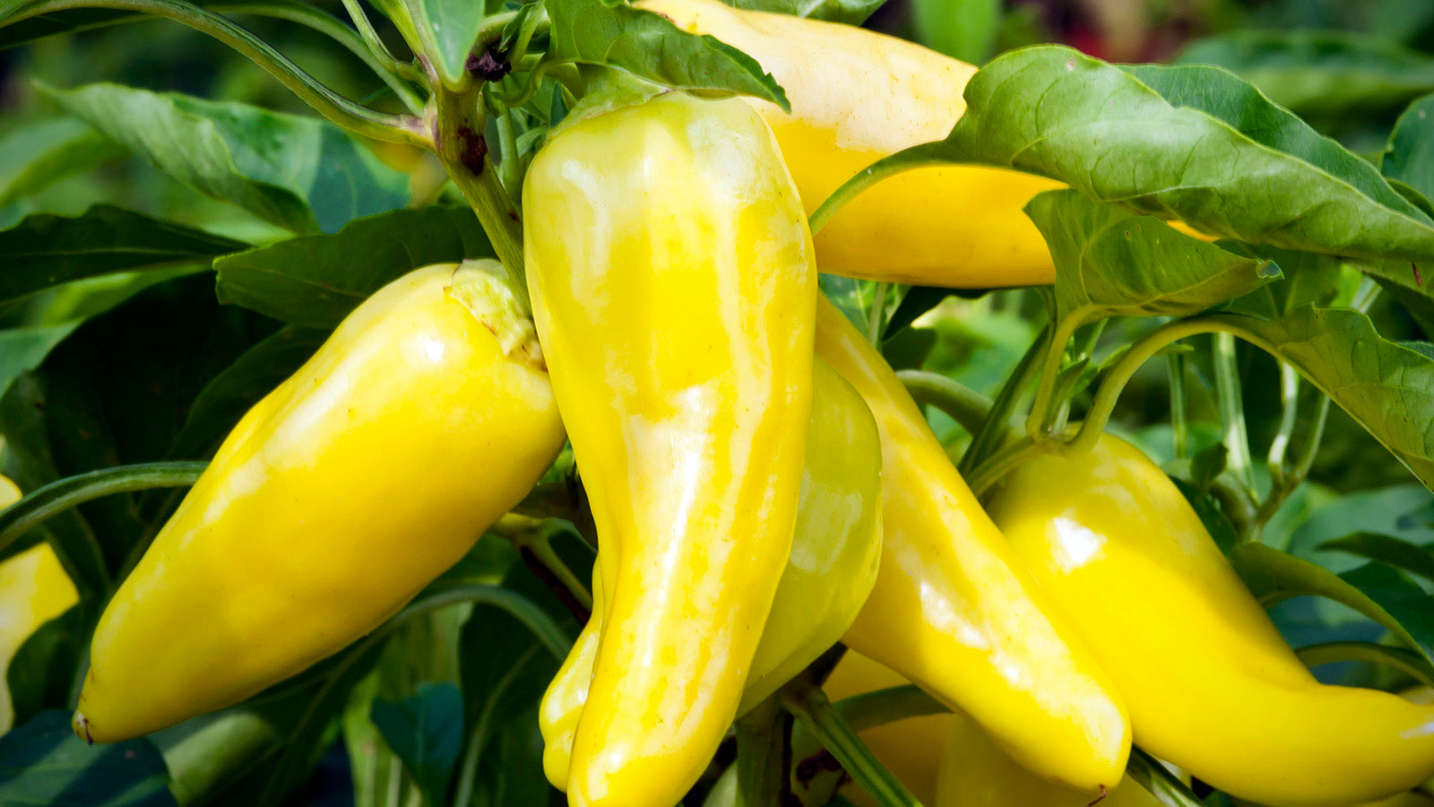 Yellow Pepper Vegetable Seeds for Planting