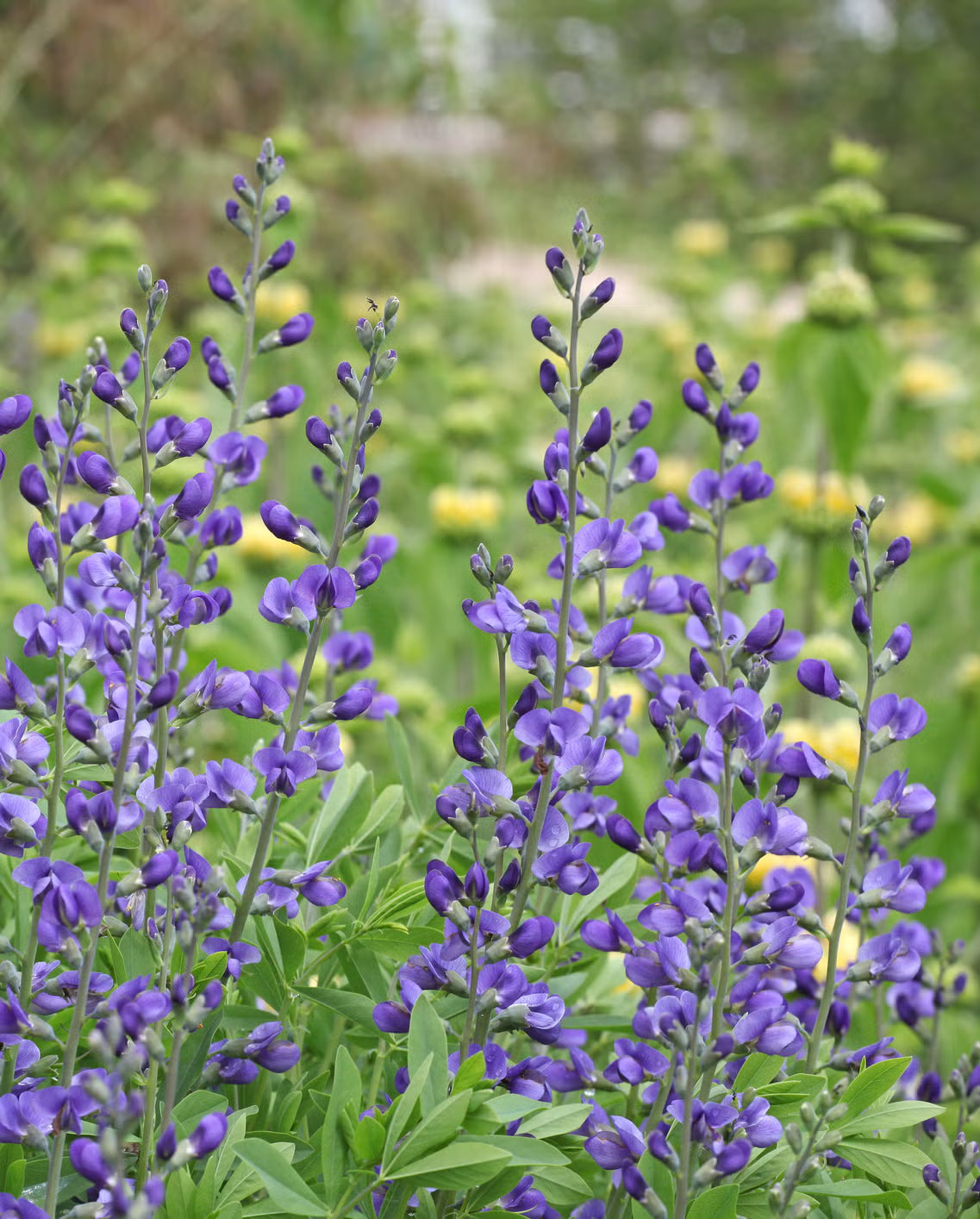 Blue False Indigo Flower seeds for Planting - Easy to Grow, Heirloom & GMO Free Seeds for Home Garden