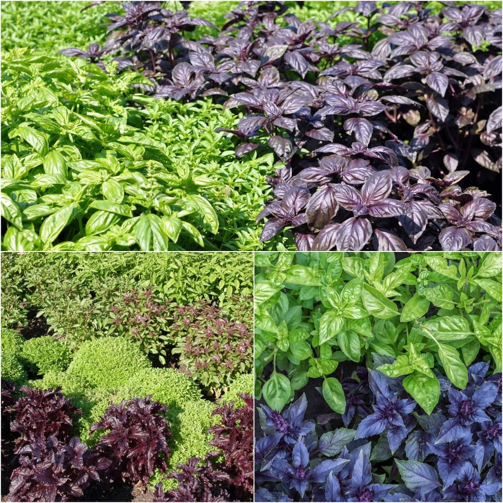 Basil Seed Mix  Perfect for Planting