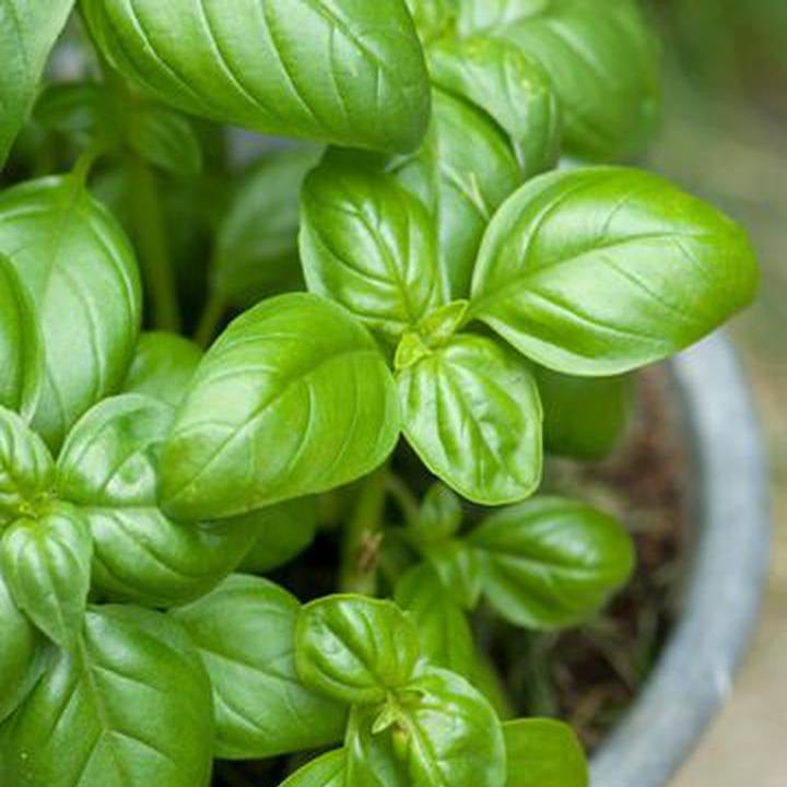 Organic Basil Seeds – Fresh Non-GMO Culinary Herb for Teas and Salads