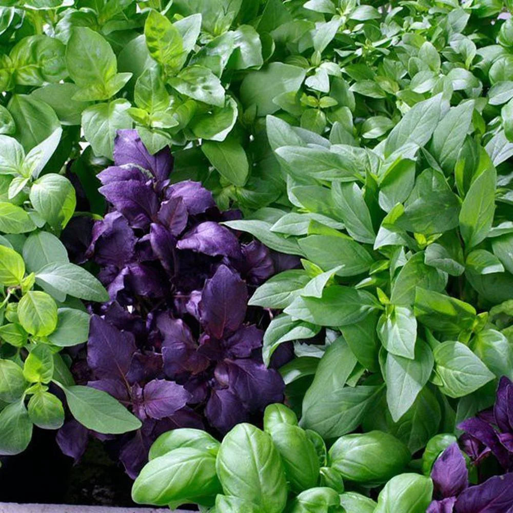 Basil Seed Mix  Perfect for Planting
