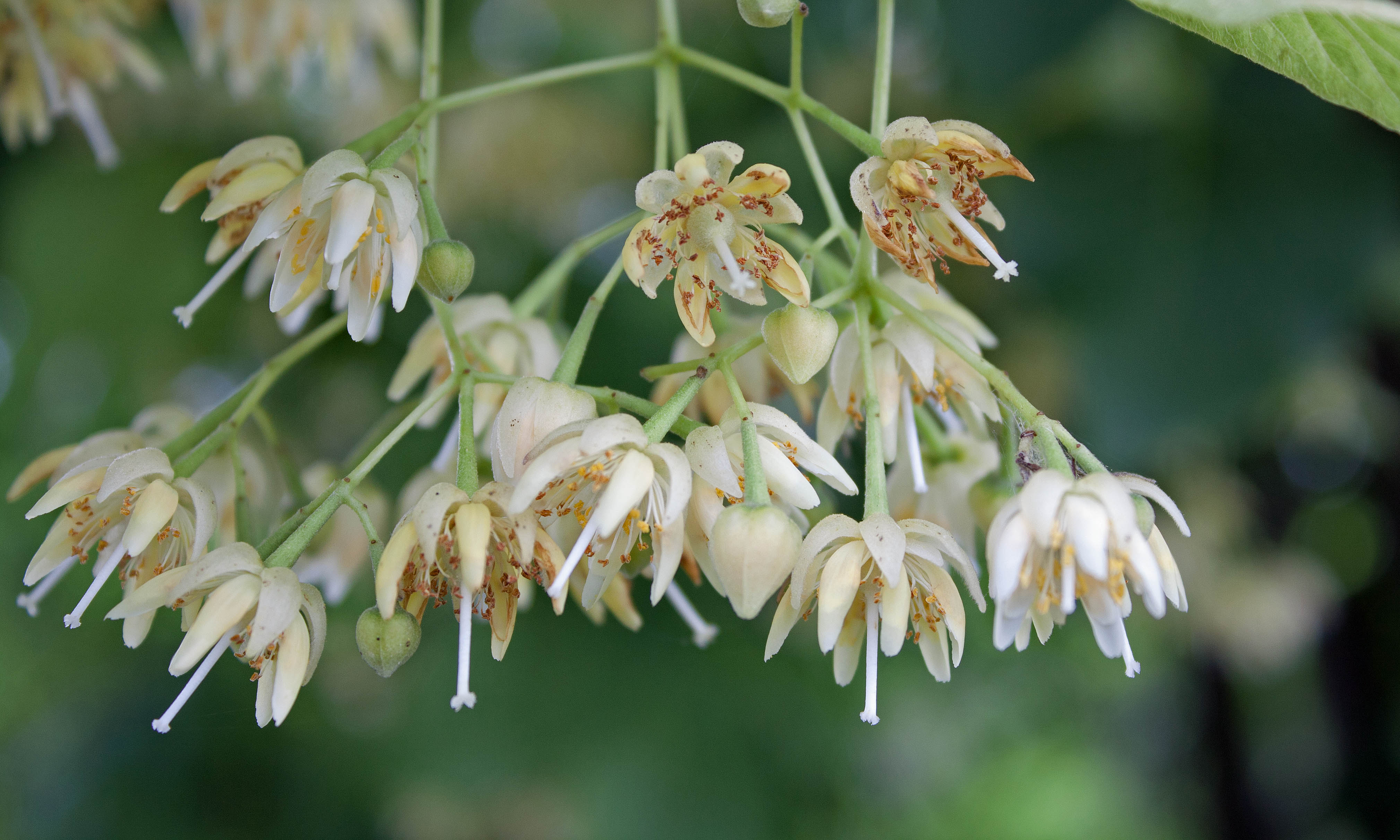Plant American Basswood Seeds  Ideal for Gardening