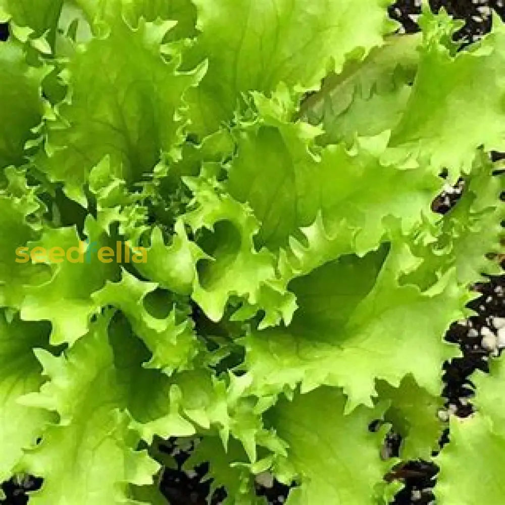 Batavian Endive Seeds For Planting Plant Seeds