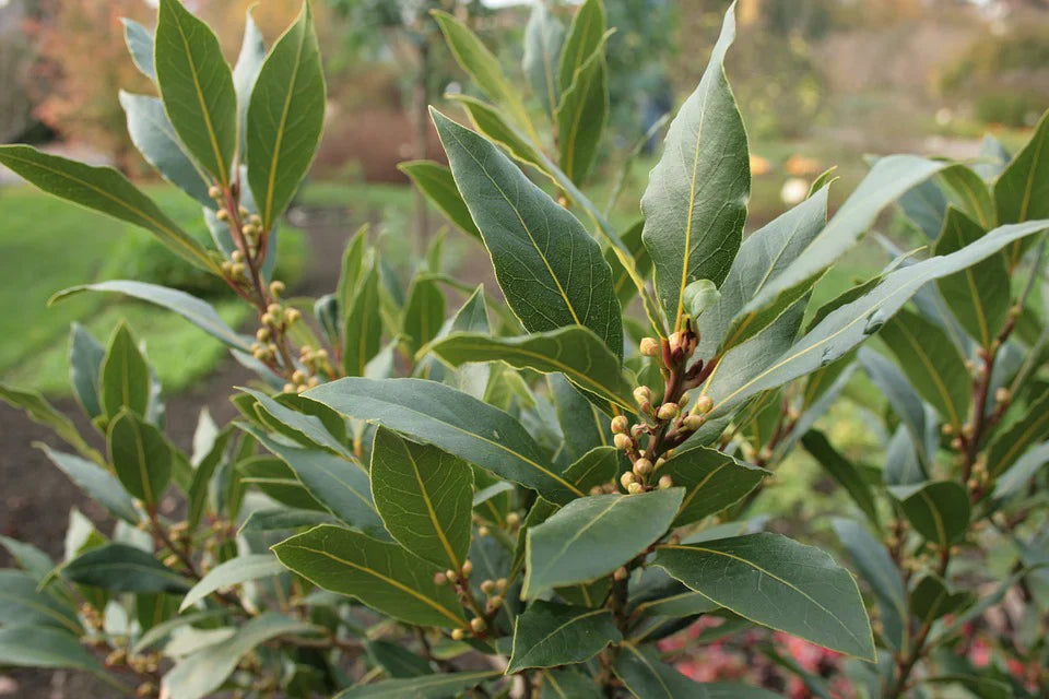 Bay Laurel Plant Growing in Decorative Pot