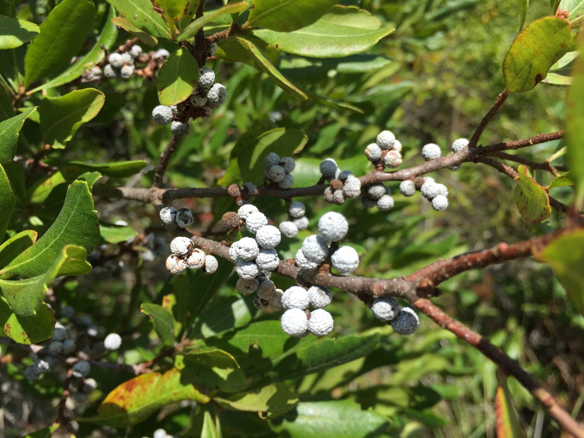 White Arbutus Bayberry Fruit Seeds for Planting