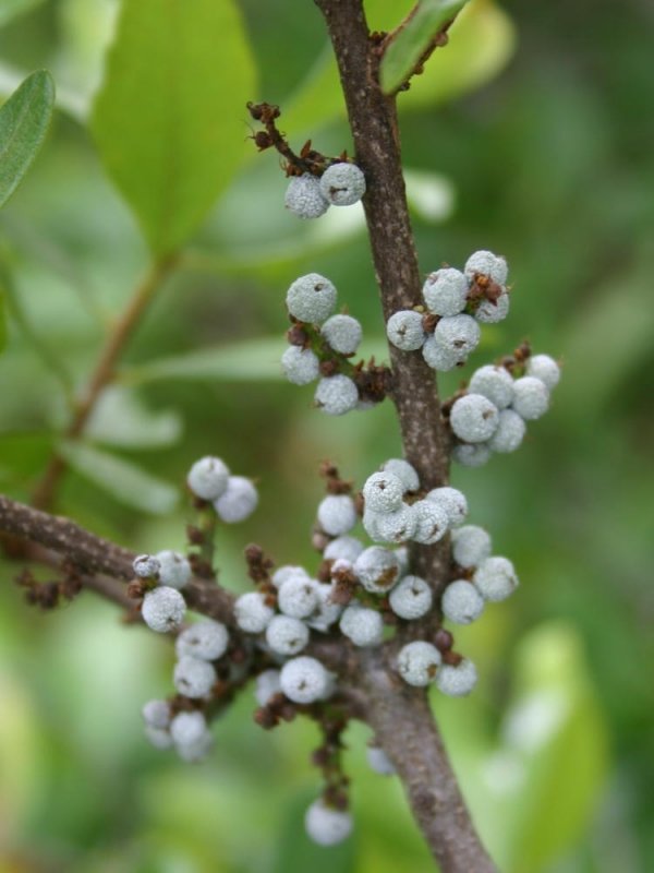 Myrica Pennsylvanica Northern Bayberry Seeds