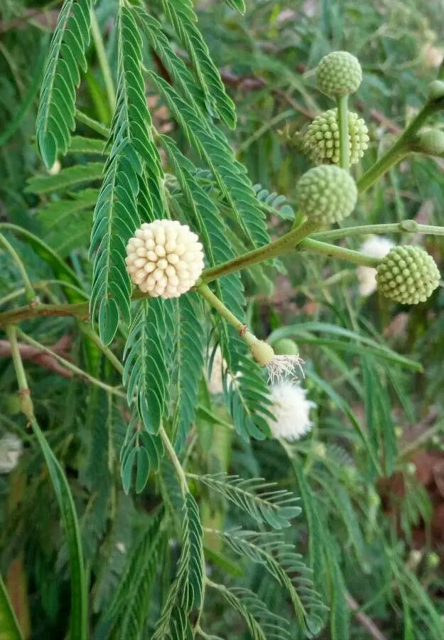 Green Desert Fern Flower seeds for Planting - Compact Growth, Heirloom & GMO Free Seeds for Home Garden